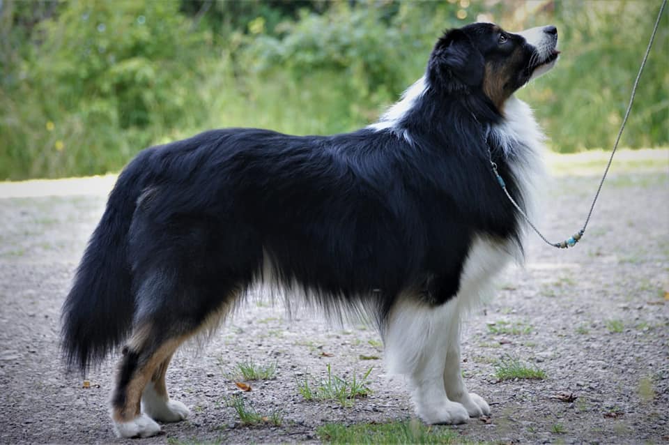 Loki1
